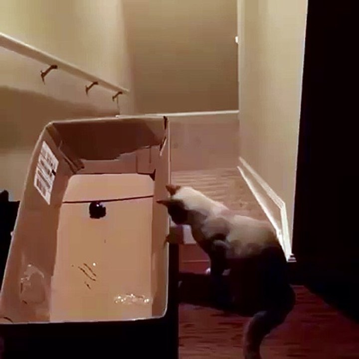 le pauvre chat cascade hilico