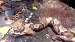 Snake Beheaded but turn around to bite itself