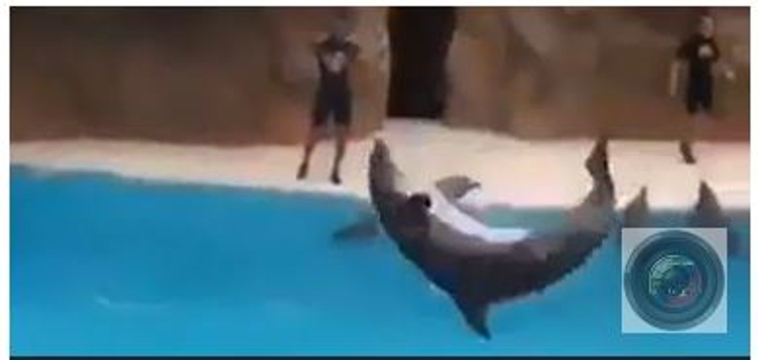 Dolphin Amazing Games (Mind Blowing) Best Video of entire Life