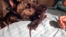 Dog and Mouse - Very Nice - Must watch and Share