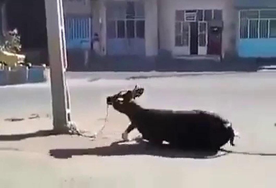 OMG !!! Cow Hit failed