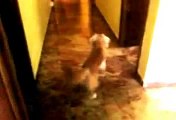 fantasmas mi perro los ve en el pasillo!!!!! (video real)