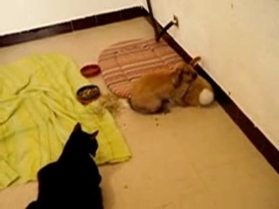 rabbit & tuxedo cat