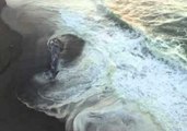Drone Footage Shows Whale Washed Ashore on Oregon Beach