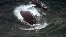 Un bébé baleine à bosse sauvé des filets antirequin au large de l'Australie