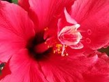 Health Benefits of Chinese hibiscus or China rose for Body and Beauty