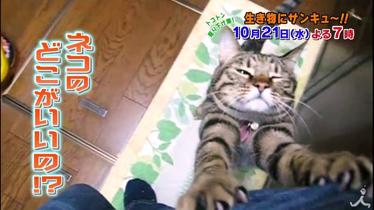 ネコ好きもネコ嫌いも必見! 「だからネコが大嫌い」2時間SP 10/21（�