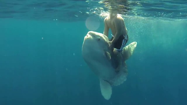 Un homme chevauche un poisson-lune