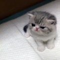 Small kitty looking so cute