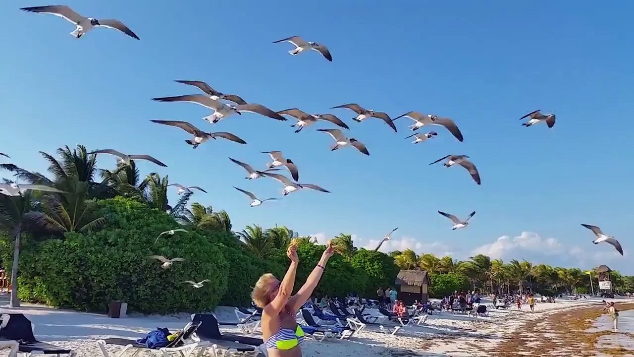 Woman feeding seagulls