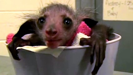 True Facts About The Aye Aye