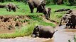 Mother Elephant Save Baby Elephant | Baby Elephant Rescued From Death | Wild Animal Video
