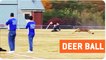 Deer Scores Goal During Children's Soccer Games | GOOOOOALLLL!