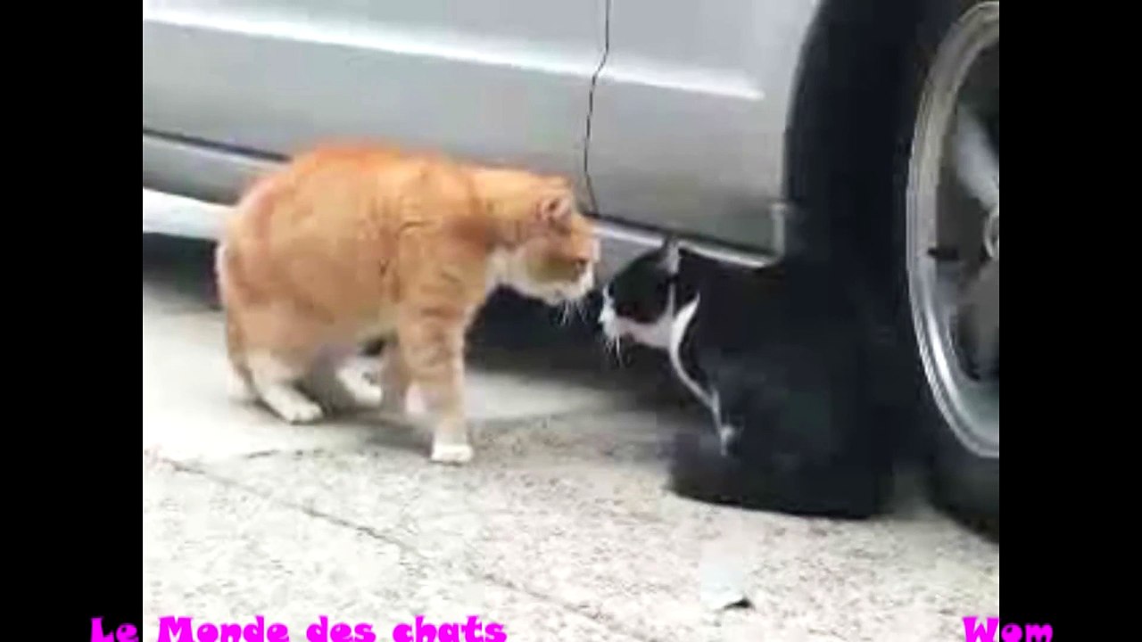 Chat énervé contre un autre chat