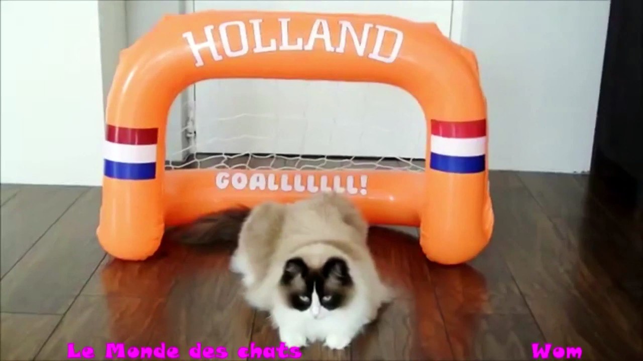 Chat et Foot