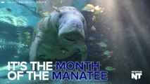 Happy Manatee Awareness Month!