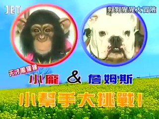 Pankun & James Pankun goes Clam Digging on clamming Part 1 engsub 狗狗猩猩大冒險