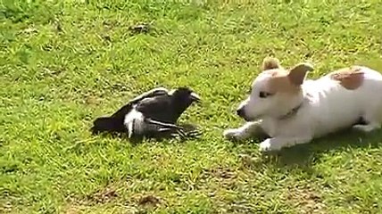 Crow Bird and Dog friendship playing fighting loving