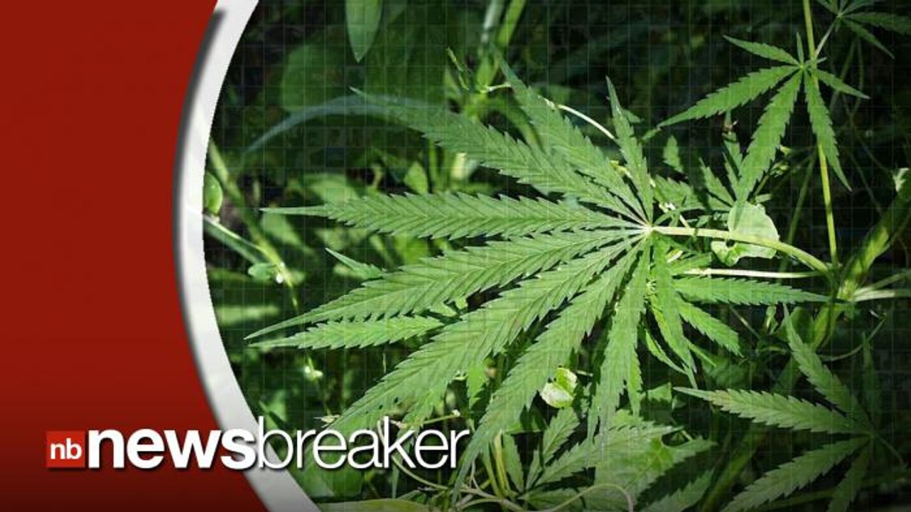 Ohio Votes Against Legalizing Marijuana