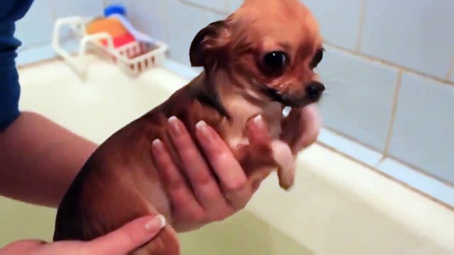 Как купается Чихуа хуа Очень смешно! Это надо видеть