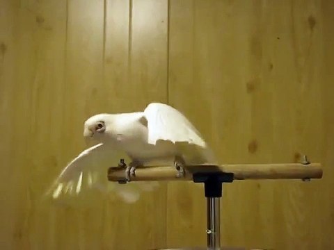 Когда они покупали попугая, то явно не ожидали от него такого. ツ