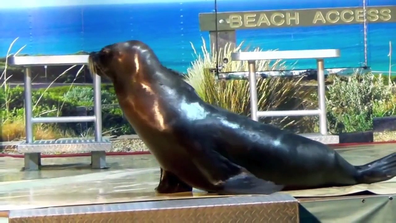 ANIMAL SOUNDS SONG Part 2 26 Real Animals BABIES, TODDLERS, PRESCHOOL, K 3