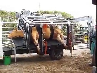 جانور کو کھر لگانے کا طریقہ دیکھیے