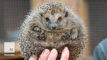 Why hedgehogs are under threat in the UK