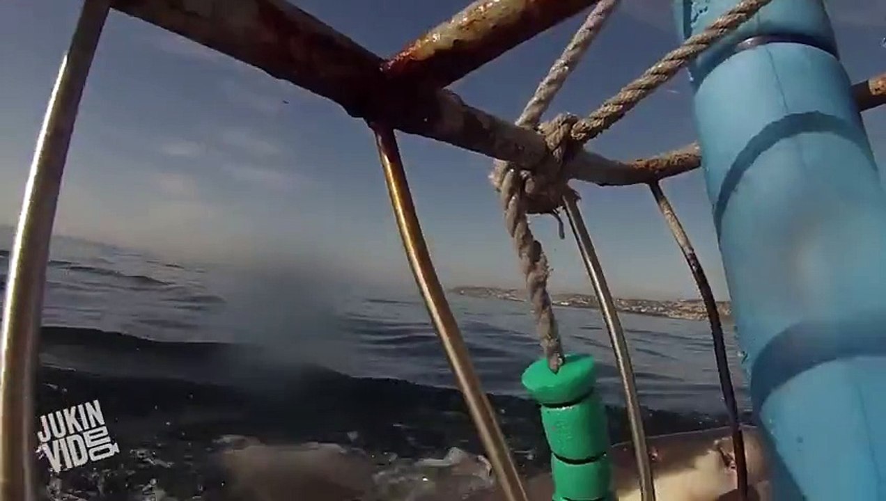 Great White Shark Breaches  I Soiled My Breaches