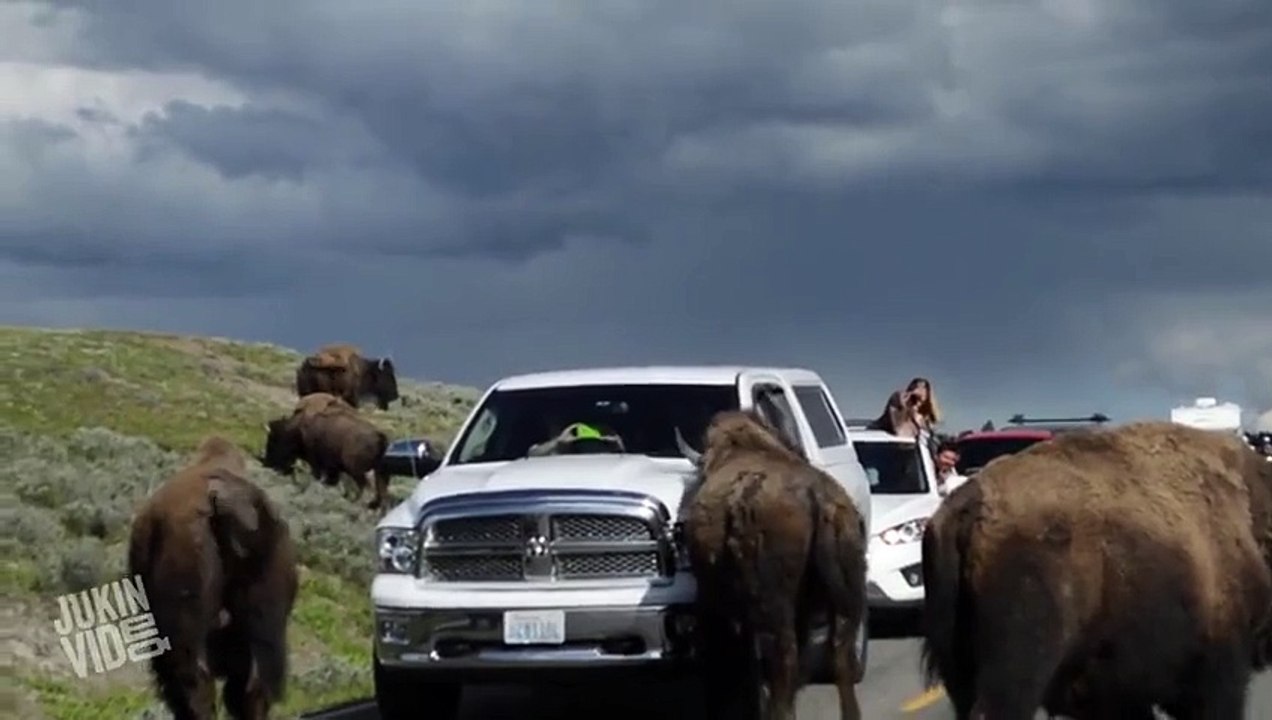 Herd of Bison Block Road  Pain in the Yak
