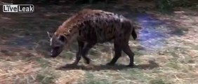 Mother duck out smarts Hyena
