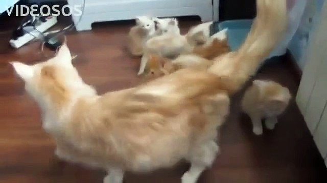 Кошачий шухер! Невозможно сдержать смех! Смотреть всем, ставьте Класс))))