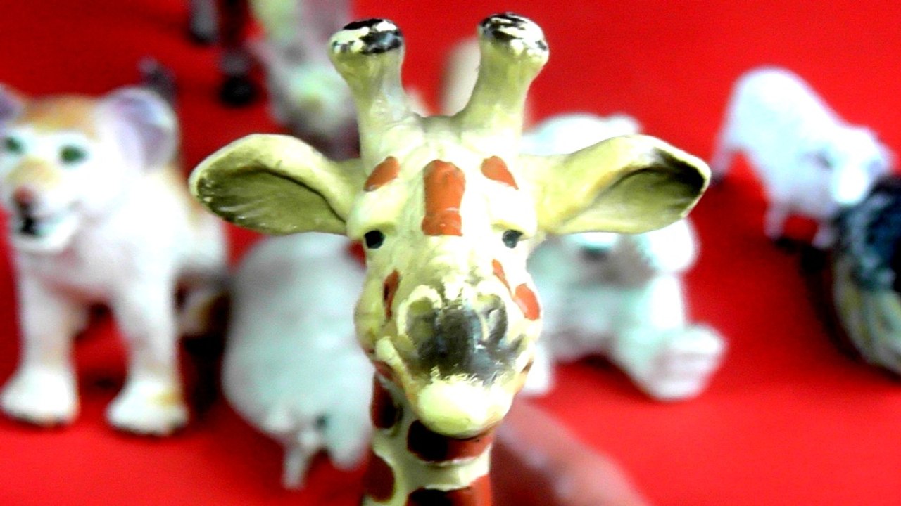 11 cool Animals- White Tiger Baby Tiger Horse Frog and many more