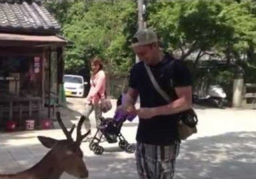 Deer Bow to Visitors at Japan's Nara Park