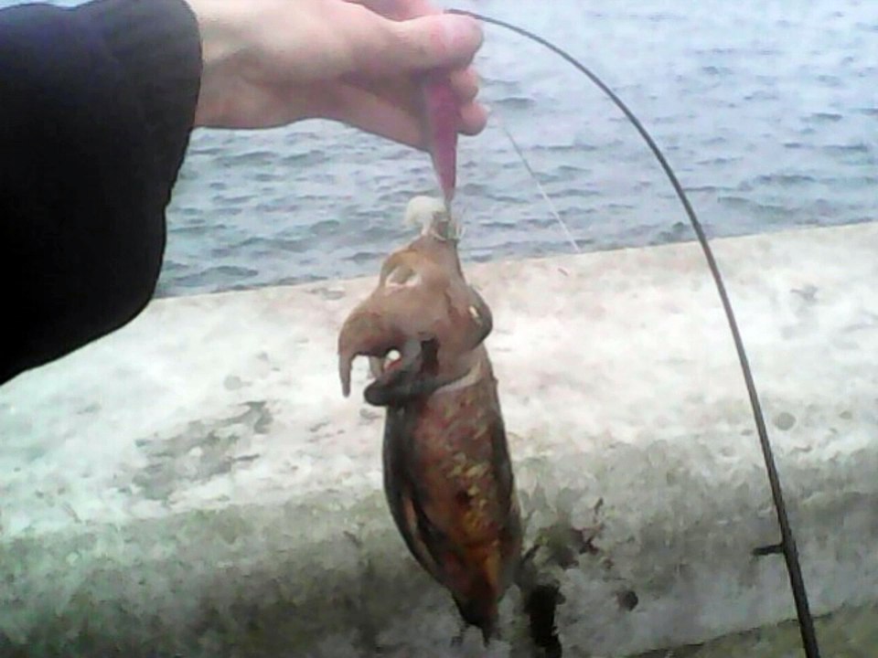 Pêche du 04/11/15 : Un congre de 63,5 cm et une seiche.