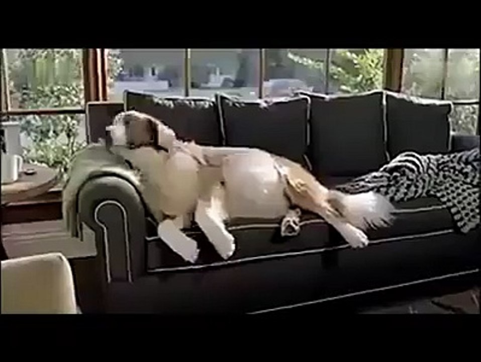 Even Doggie Needs to Be On Diet!