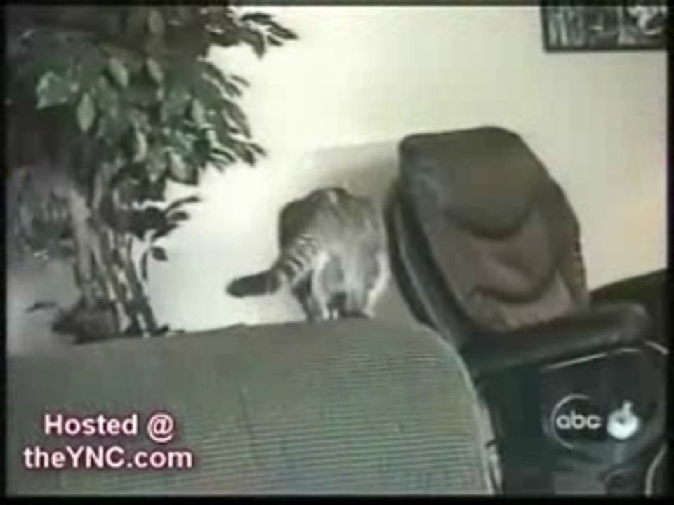 The Funny Cat Vidéo 2