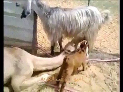 Goat Feeding Milk to Baby Camel