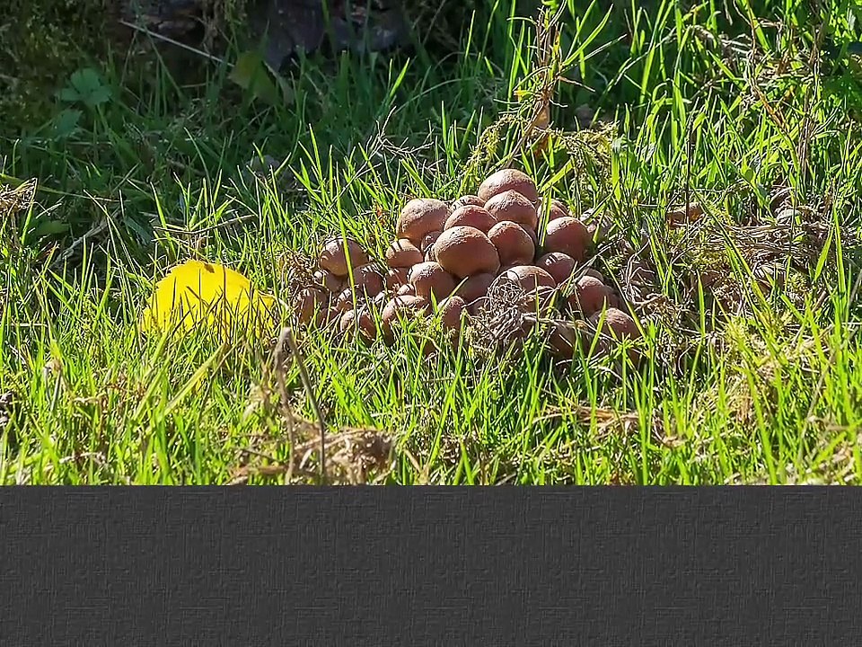 30.09.2015 - Von Ramberg nach Gleisweiler