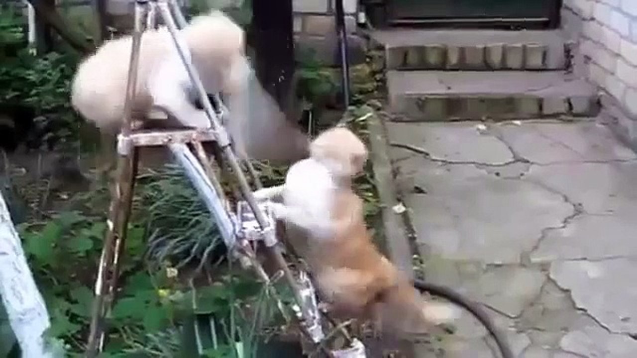 Compilation Funny Cats Videos 5 Minutes 2015 [ Funny Cat HD ]