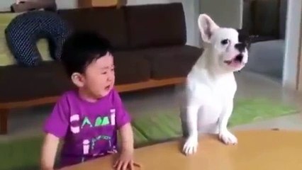 Funny Dogs And Cats Videos AND MORE | Funny Animals Compilations 2015 HD