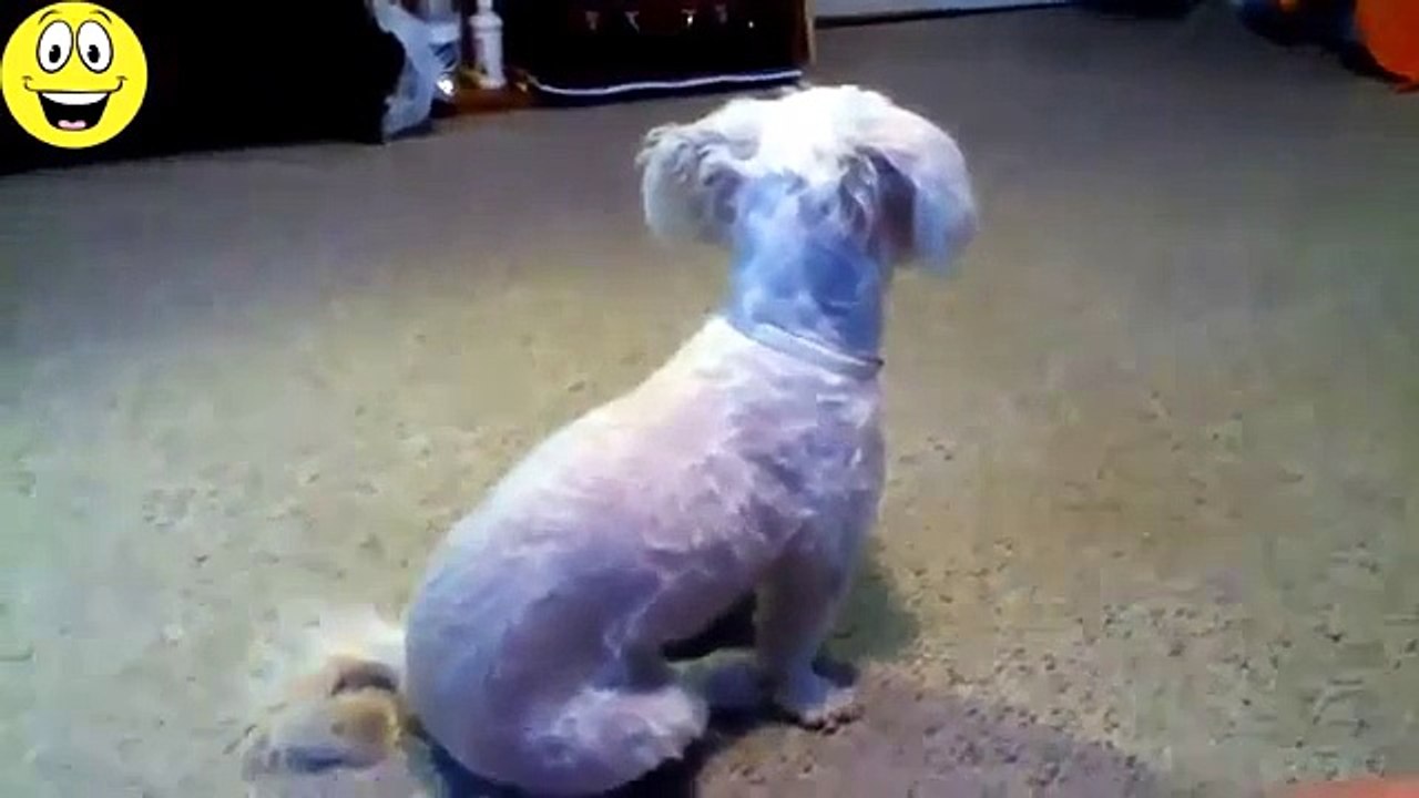 Funny Dogs - Funny cats - Funny videos compilation of animals in 2015
