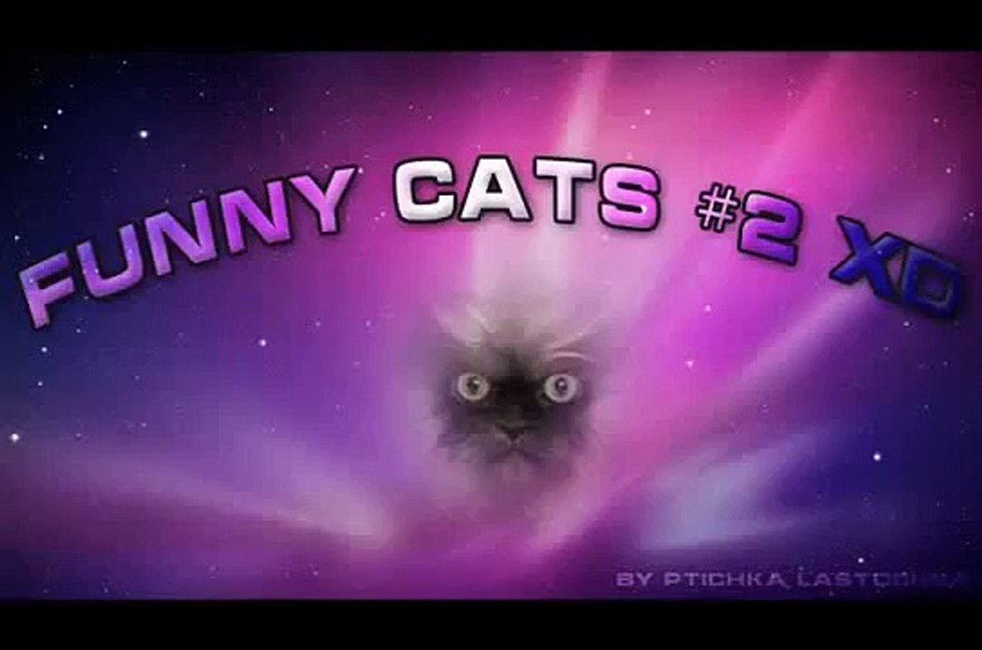 Funny videos cats 2014