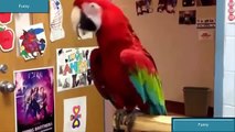Birds / Parrot / Funny Parrot Dancing / animals Youtube videos 2015