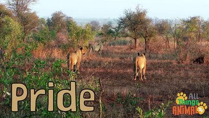 LIONS: Animals for children. Kids videos. Kindergarten | Preschool learning