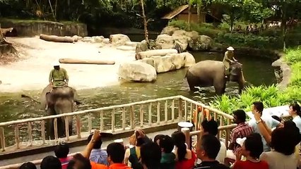 Funny Elephant Show in Singapore Zoo
