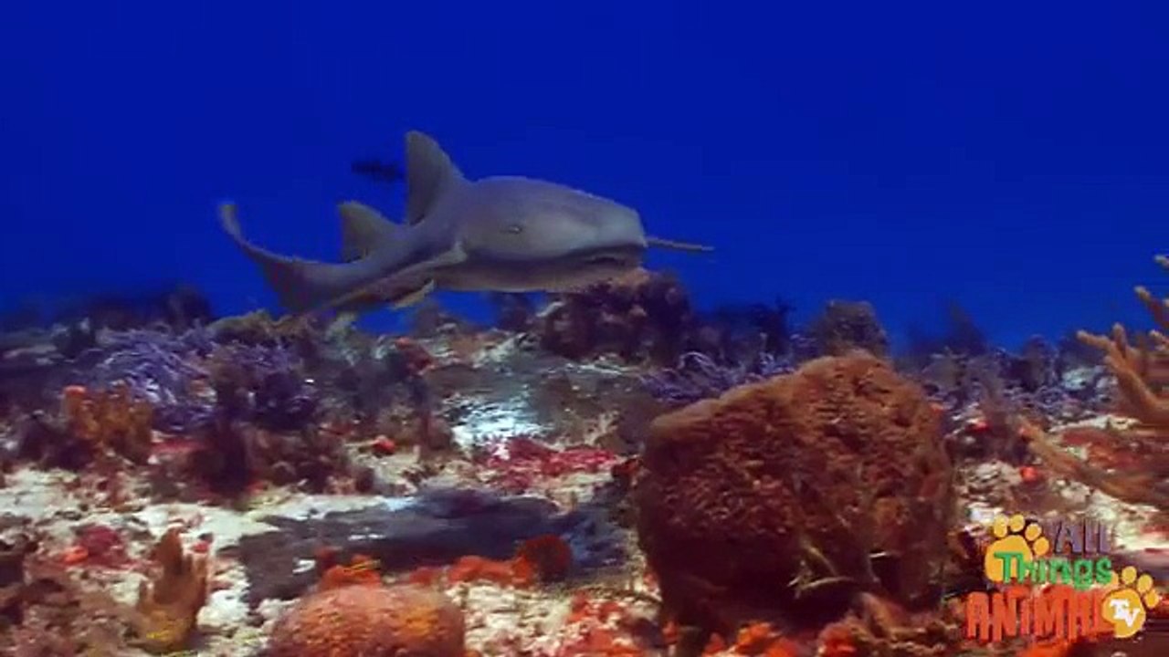 SHARKS: Animals for children. Kids videos. Kindergarten | Preschool learning