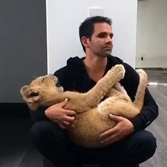 Yes I'll take one lap lion please