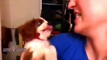 Best Of Funny Cats And Dogs Hate Kisses Compilation