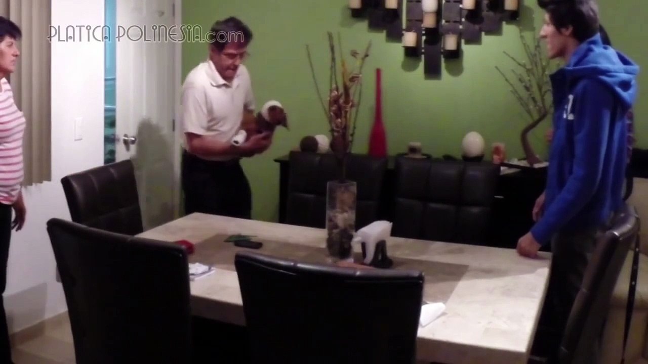 BROMA: ATROPELLARON A NUESTRA PERRITA | VIDEOS DE RISA 2014